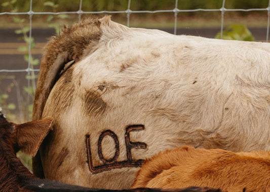 The History Behind Branding Cows with Branding Irons
